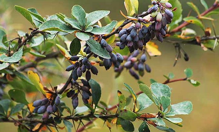 زرشک سیاه چیست و چه تفاوتی با زرشک معمولی دارد؟